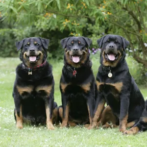 Dog - Rottweilers sitting down together