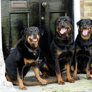 Dog - Rottweilers sitting by door