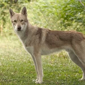 Dog - Saarloos Wolfhound