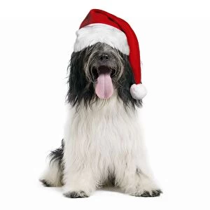 Dog - Schapendoes or Dutch Sheepdog wearing Christmas hat Digital Manipulation: Hat (JD) - cropped
