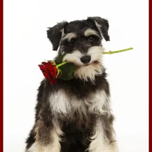 DOG. Schnauzer holding rose added border colour DOG. Schnauzer holding rose added border colour