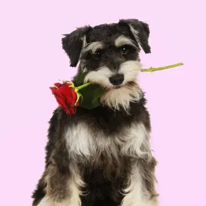 DOG. Schnauzer holding rose Digital Manipulation: background white to pink DOG. Schnauzer holding rose Digital Manipulation: background white to pink