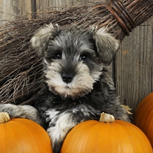 DOG. Schnauzer puppy sitting in leaves with broom and pumpkins