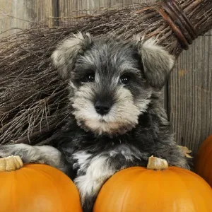 DOG. Schnauzer puppy sitting in leaves with broom and pumpkins