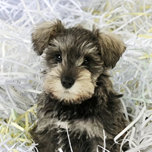 DOG. Schnauzer puppy sitting in paper shreddings