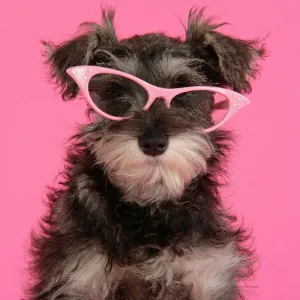 DOG. Schnauzer puppy wearing pink glasses