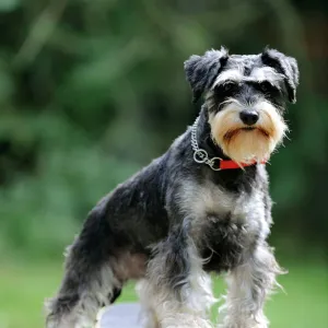 DOG. Schnauzer on skateboard