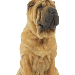 Dog - Sharpei - brush coat