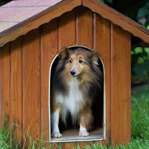 Dog - Shetland Sheepdog in kennel