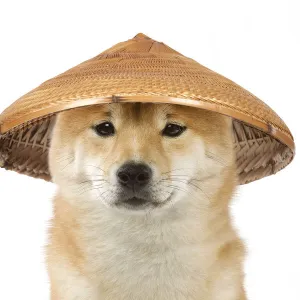 Dog - Shiba Inu wearing an oriental bamboo / straw hat