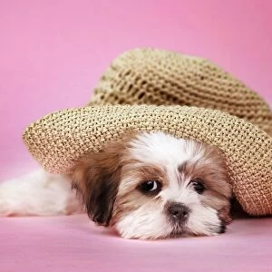 Dog - Shih Tzu - 10 week old puppy under a hat