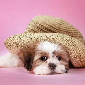 Dog - Shih Tzu - 10 week old puppy under a hat Dog - Shih Tzu - 10 week old puppy under a hat