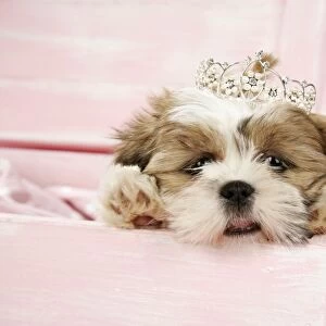 DOG- Shih Tzu - 10 wk old puppy with a tiara in a wooden chest