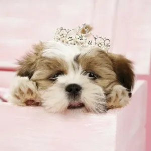 DOG- Shih Tzu - 10 wk old puppy with a tiara in a wooden chest DOG- Shih Tzu - 10 wk old puppy with a tiara in a wooden chest