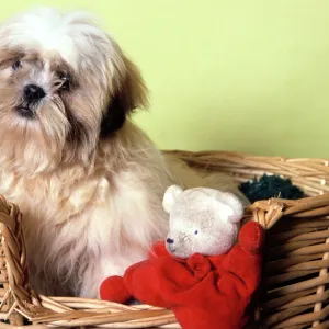 Dog - Shih Tzu in basket with toy