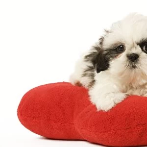 Dog - Shih Tzu puppy in studio on heart cushion