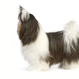 Dog - Shih Tzu standing side on with bow in hair