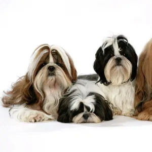 Dog - Shih Tzus - Lying down together