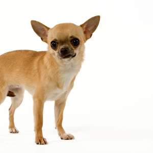 Dog - Short-Haired Chihuahua