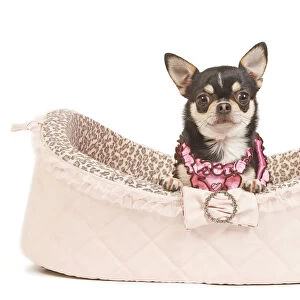 Dog - short-haired chihuahua in studio in dog bed wearing pink top