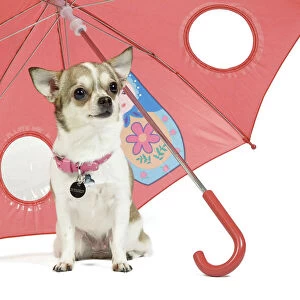 Dog - short-haired Chihuahua in studio - sitting under pink umbrella