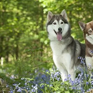 DOG - Siberian huskies sitting together in bluebells