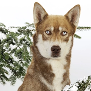 DOG. Siberian husky in snow (head shot)