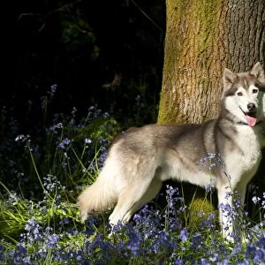 DOG - Siberian husky standing in bluebells