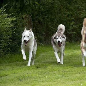 DOG - Siberian Huskys - running through garden