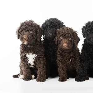 DOG. Spanish water dog puppies sitting together