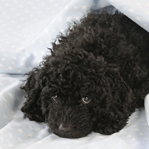 DOG. Spanish water dog puppy laying down covered with cloth