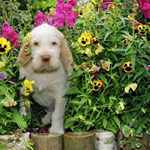 Dog. Spinone in flowers