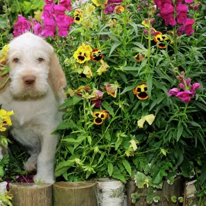 Dog. Spinone in flowers