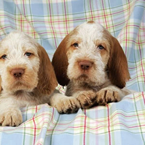 Dog. Spinone puppies (8 weeks old)