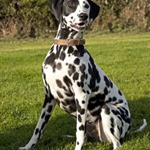Dog - Spotted Black & White Dalmation - sitting down - Waterloo Kennels - Cheltenham - UK
