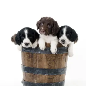 DOG - Springer Spaniel puppies sitting in a bucket DOG - Springer Spaniel puppies sitting in a bucket
