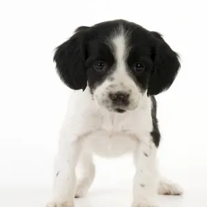 DOG - Springer Spaniel puppy DOG - Springer Spaniel puppy