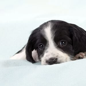 DOG - Springer Spaniel puppy laying on a blanket
