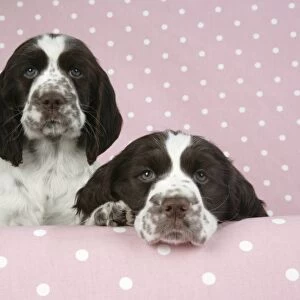 Dog - Springer Spaniels (approx 10 weeks old), one with head resting on ledge