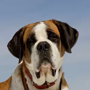 Dog - St Bernard - Mountain Resuce dog wearing barrel round neck