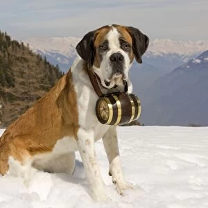 Dog - St Bernard - Mountain Resuce dog wearing barrel round neck in snowy mountain setting