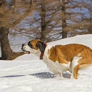 Dog - St Bernard - running in snow