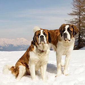 Dog - St Bernard - two sitting in snow