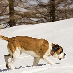 Dog - St Bernard in snow