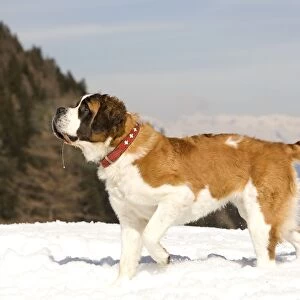 Dog - St Bernard in snow