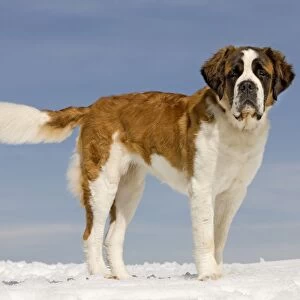 Dog - St Bernard - in snow