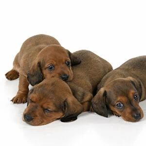 DOG. Standard Dachshund puppies, 6 weeks old, X3 laying together, studio