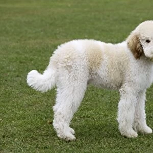 Dog - Standard Poodle - puppy