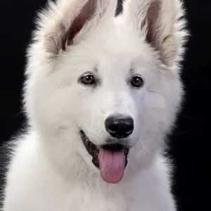 Dog - Swiss White Shepherd Dog