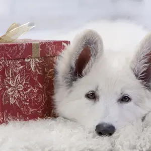 Dog - Swiss White Shepherd Dog - with gift-wrapped present Dog - Swiss White Shepherd Dog - with gift-wrapped present